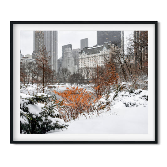 Winter in Central Park 2020